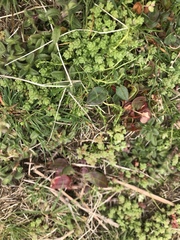 Sedum