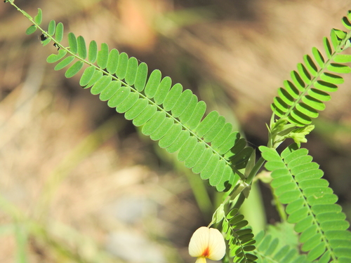 Image of Aeschynomene indica by (c) Scott W. Gavins, some rights reserved (CC BY)