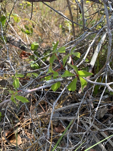 Parthenocissus quinquefolia image