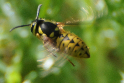 Western yellowjacket