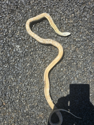 Eastern Brown Snake sighting