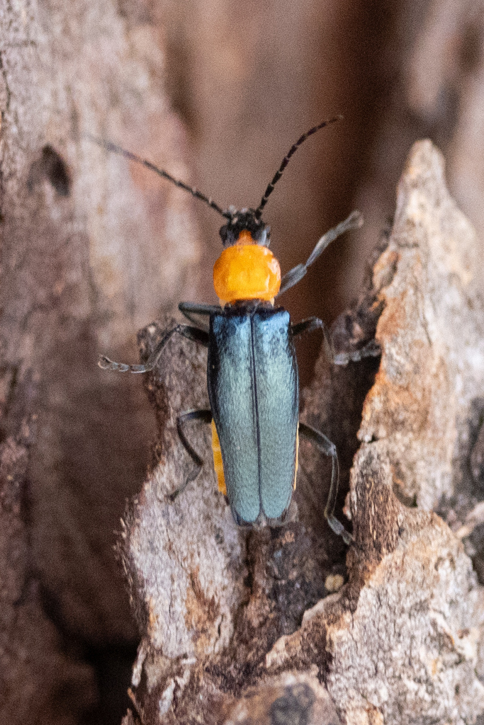 Tricolor Soldier Beetle from Ocean Grove VIC 3226, Australia on March