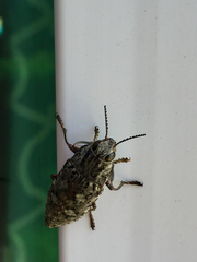 Texania fulleri