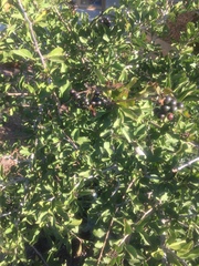 Ehretia rigida rigida