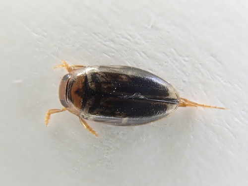 Hygrotus nubilus