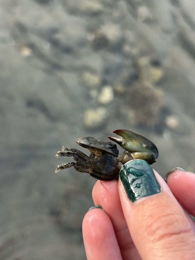 New Zealand Half Crab from South Island/Te Waipounamu, Kaikōura ...