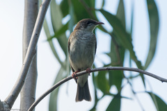 Ramsayornis modestus