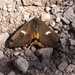 Mendocino Silk Moth - Photo (c) rheannam, some rights reserved (CC BY-NC)