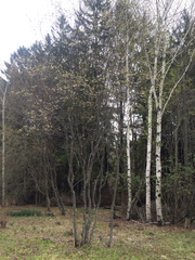 Amelanchier canadensis