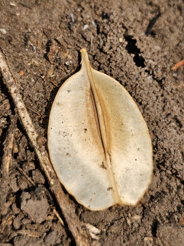 Cardiopteris quinqueloba, 2024-03-08