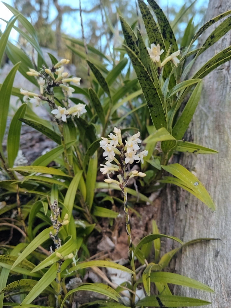 Easter Orchid in March 2024 by jacobjh · iNaturalist