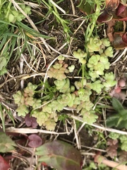 Sedum
