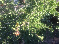 Ehretia rigida rigida