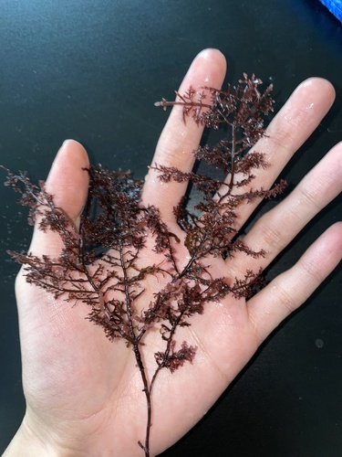 Gelidium robustum observed 2024-02-25