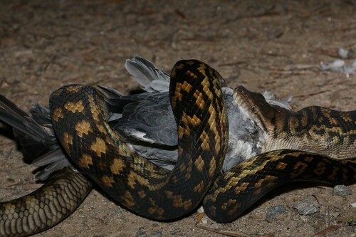 Australian Scrub Python sighting
