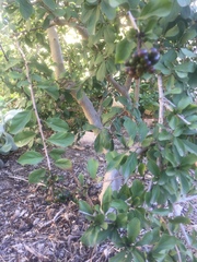 Ehretia rigida rigida