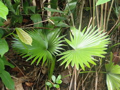 Livistona chinensis