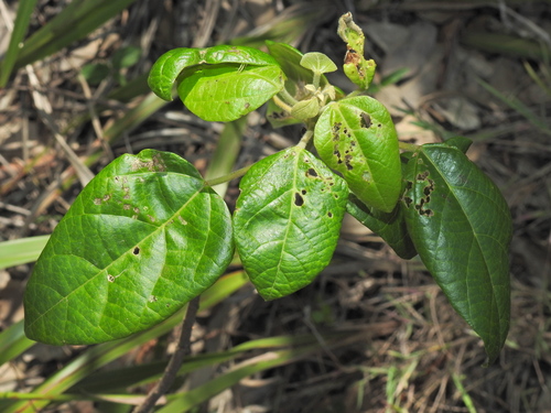 Image of White Kamala (Mallotus discolor) by (c) Scott W. Gavins, some rights reserved (CC BY)