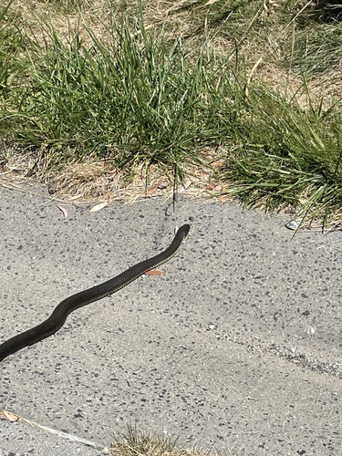 Highlands Copperhead, Austrelaps ramsayi
