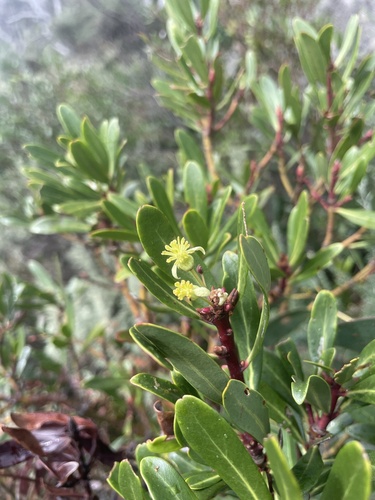 Tasmannia xerophila (Tasmannia xerophila)