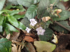Ruellieae
