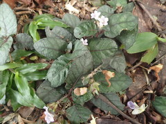Ruellieae