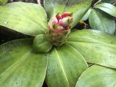 Costus malortieanus