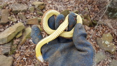 Nerodia erythrogaster