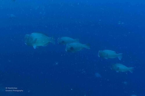 Bumphead Parrotfish