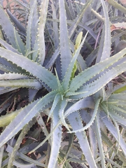 Aloe arborescens