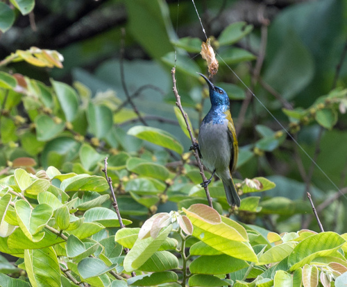 iNaturalist image