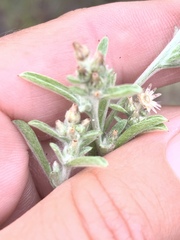 Gamochaeta stagnalis