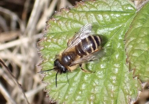 Yellow-legged Mining Bee, Nieuwe Tiend, Udenhout, North Brabant, NL, photo 10 of 10