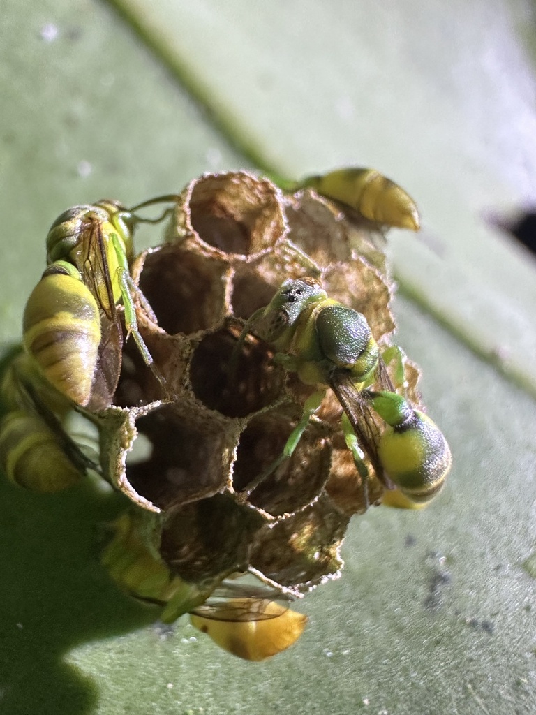 Ropalidia phalansterica