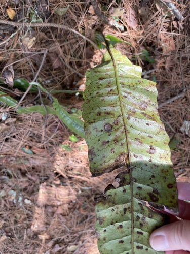 Neocheiropteris ensata iNat (3)