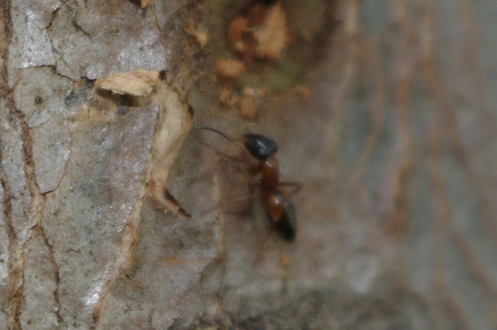 black-headed strobe ant from Hervey Bay QLD 4655, Australia on March 19 ...