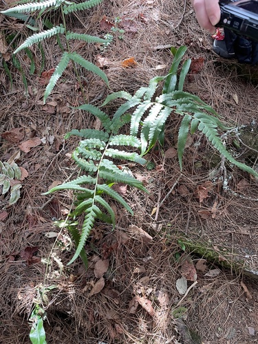 Dryopteris × toyamae iNat (2)