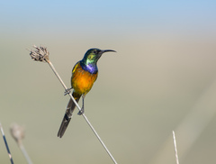 Orange-Breasted Sunbird photo 5