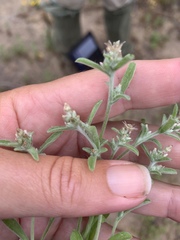 Gamochaeta stagnalis