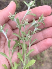 Gamochaeta stagnalis