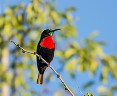 Scarlet-Chested Sunbird photo 2