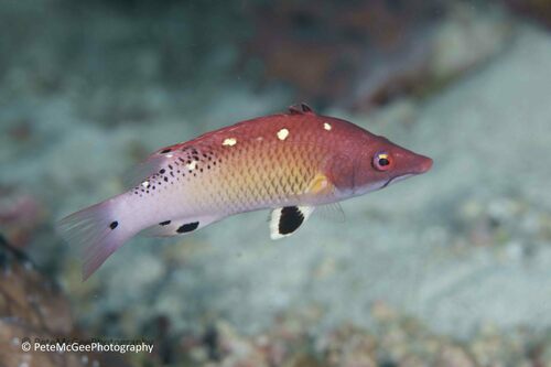 Bodianus observed 2024-03-07