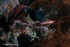 Longnose Hawkfish