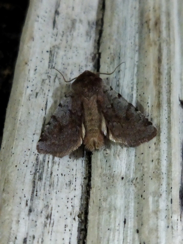 Photo of Red Chestnut (Cerastis rubricosa)