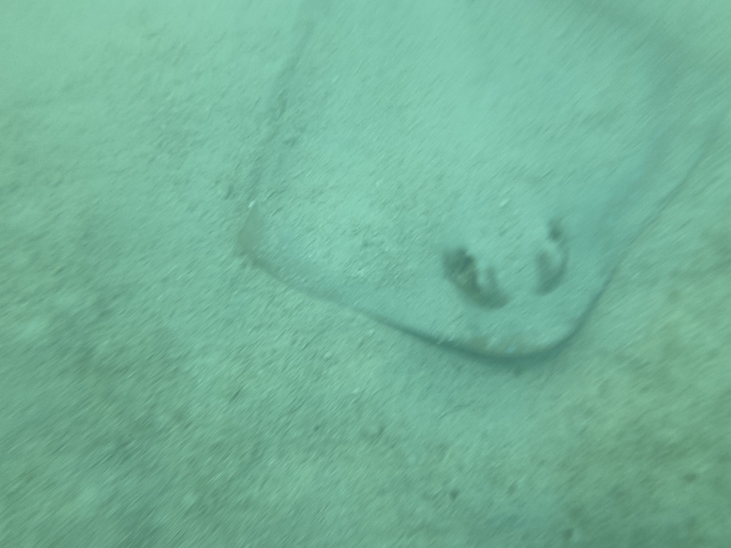 Masked Ray Maskrays from Indian Ocean, Cape Range National Park, WA, AU on March ...