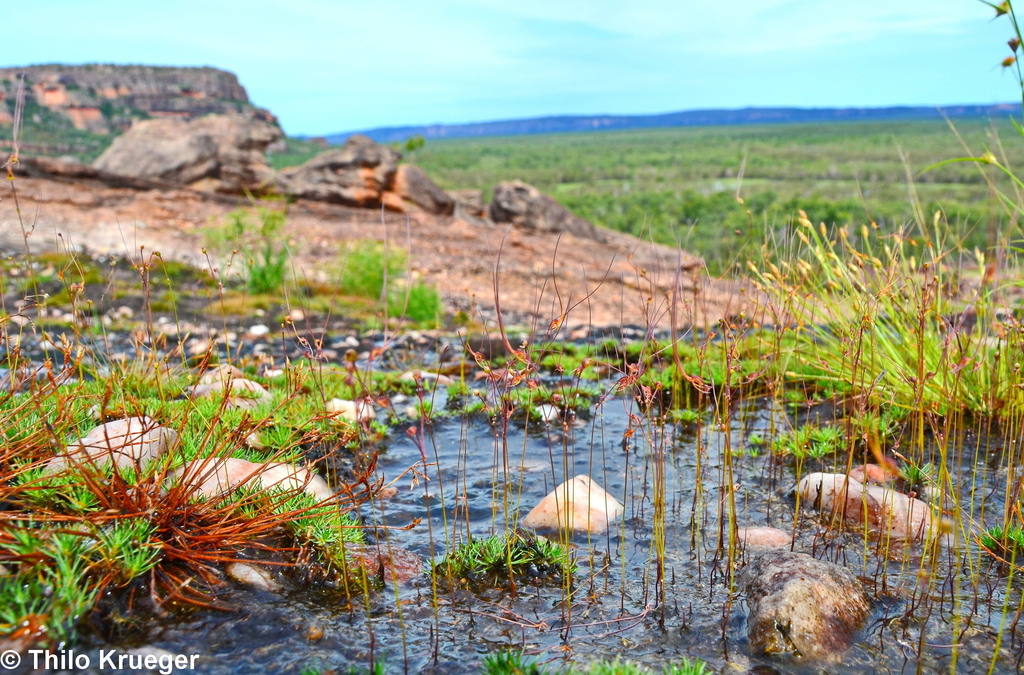 Utricularia dunlopii P.Taylor