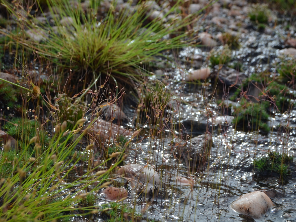 Utricularia dunlopii P.Taylor 4