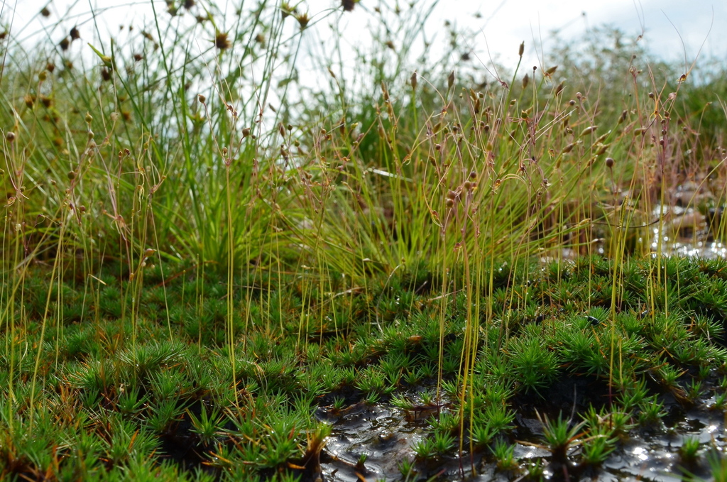 Utricularia dunlopii P.Taylor 3