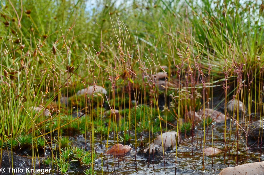 Utricularia dunlopii P.Taylor 2