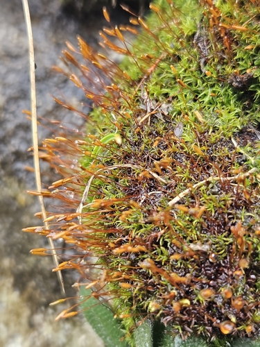 Image of Bryoerythrophyllum recurvirostrum by (c) Helen Waterman, some rights reserved (CC BY)